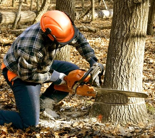 Tree Removal in Lane City, TX